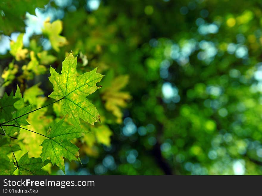 Green Autumn Leaves