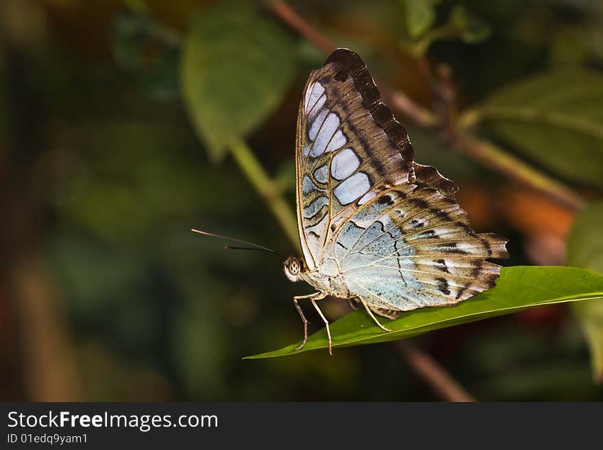 Butterfly - Parthenos sylvia lilacinus