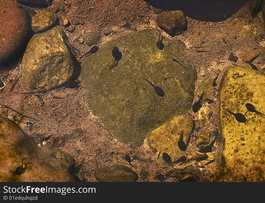 A close-up of tadpoles and baby fish swimming in a clear New Jersey stream.