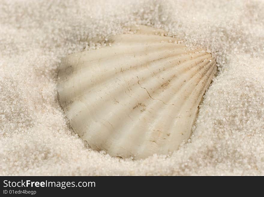 Closeup of a seashell on the white sand