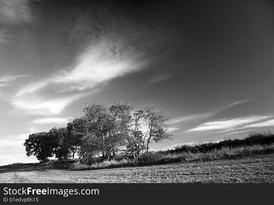 Trees on evening - monochrome fine art