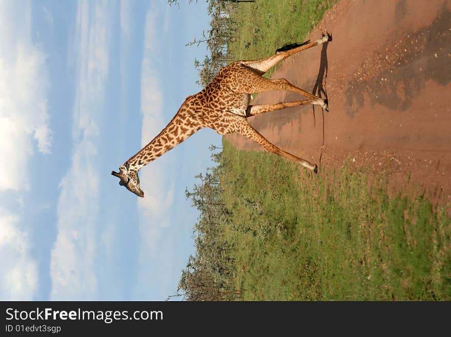 A giraffe crossing a dirt road