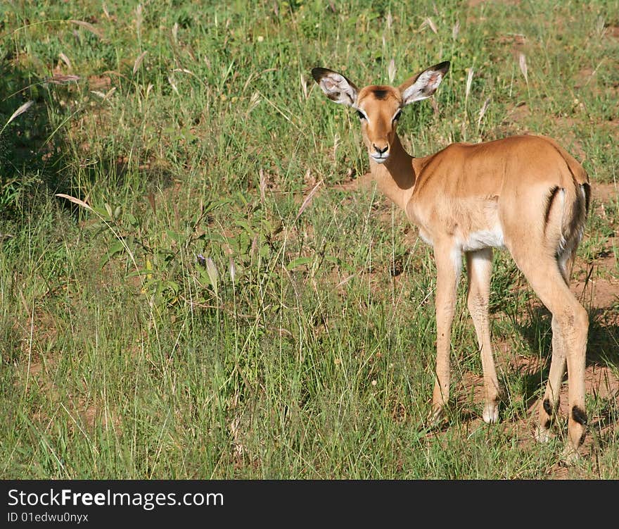 Female Impala