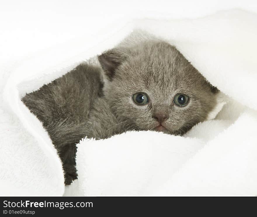 Small funny kitten. Isolated on white background. Small funny kitten. Isolated on white background