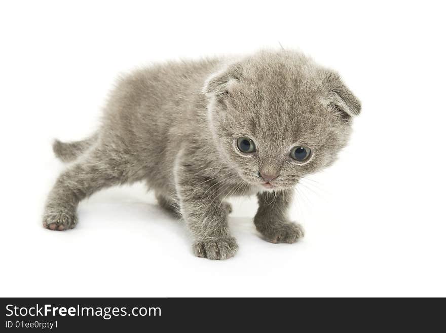 Small funny kitten. Isolated on white background. Small funny kitten. Isolated on white background