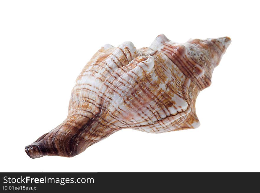 Rare sea shell isolated on white background