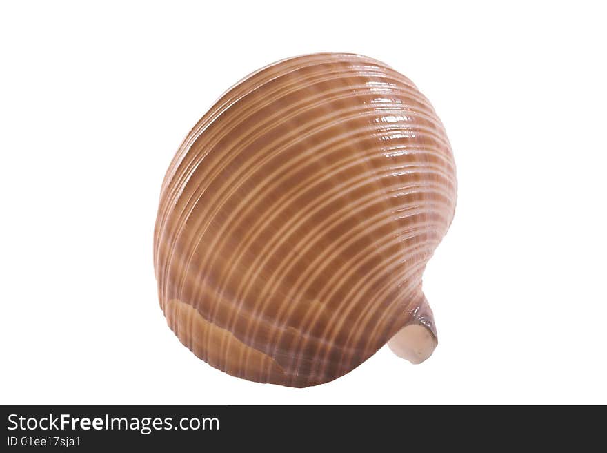 Rare sea shell isolated on white background