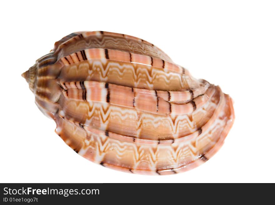 Rare sea shell isolated on white background