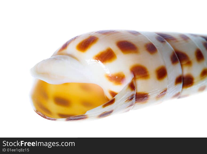 Rare sea shell isolated on white background