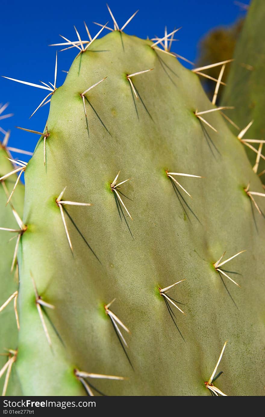 Tsabar green cactus with sharp thorns in the sunset