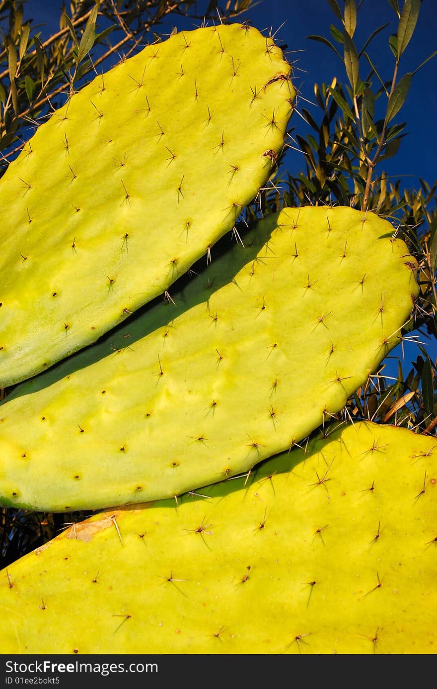 Tsabar green cactus with sharp thorns in the sunset