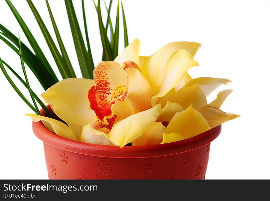 Yellow flower isolated on the white background