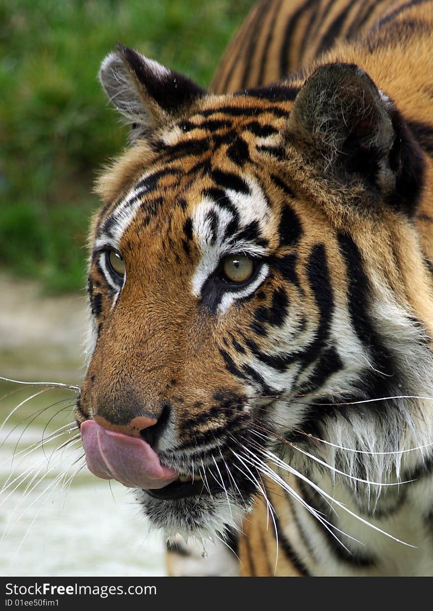 Siberian Tiger (Panthera Tigris Altaica)Licking his Lips