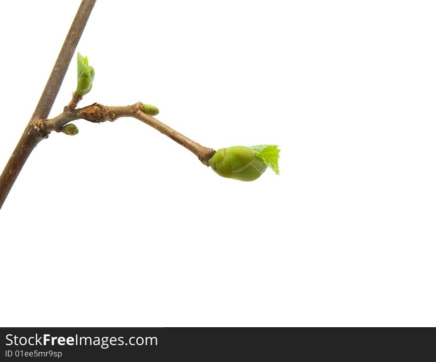 Spring branch isolated