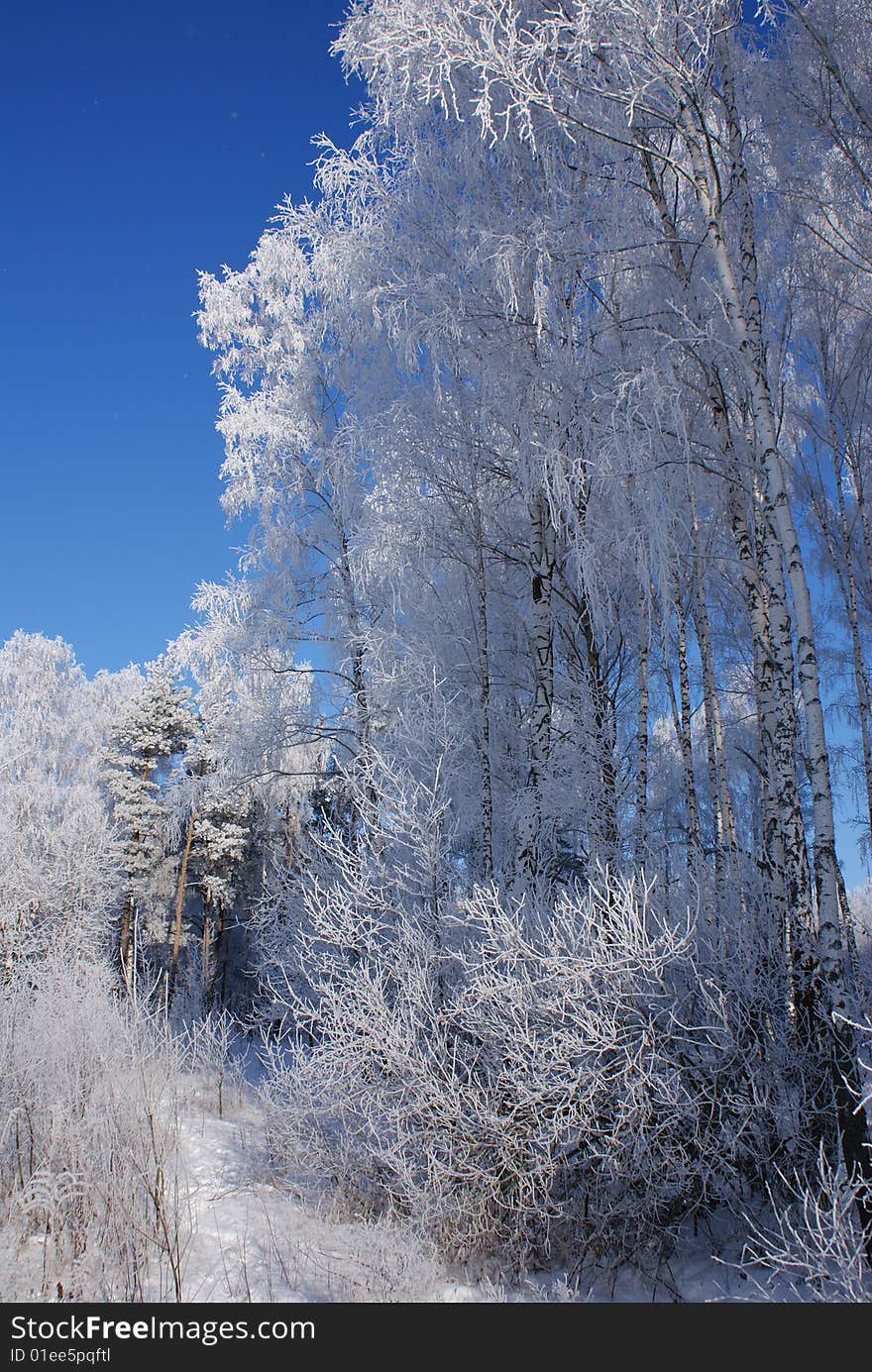 Trees under the snow in the forest.