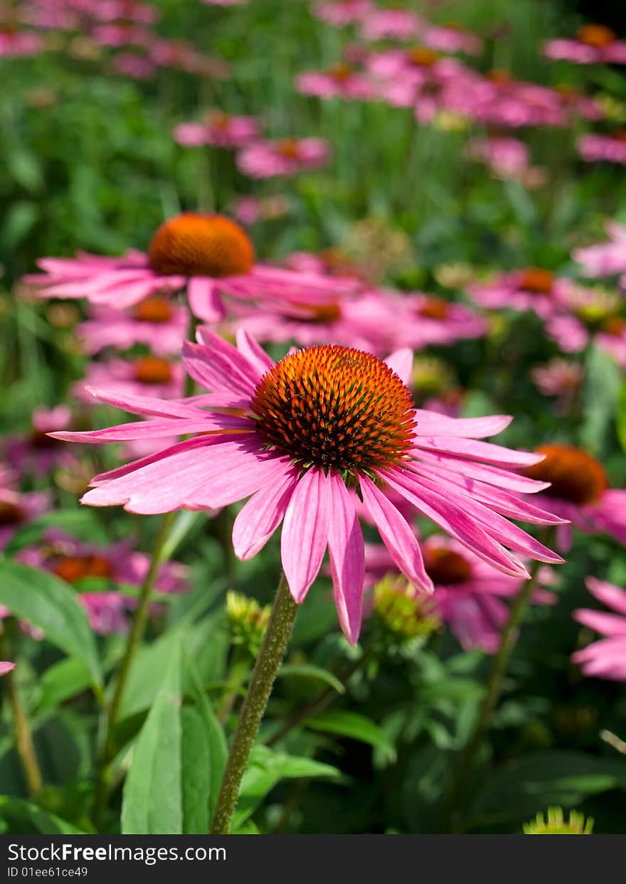 Flower field in the spring. (leaf, bloom)