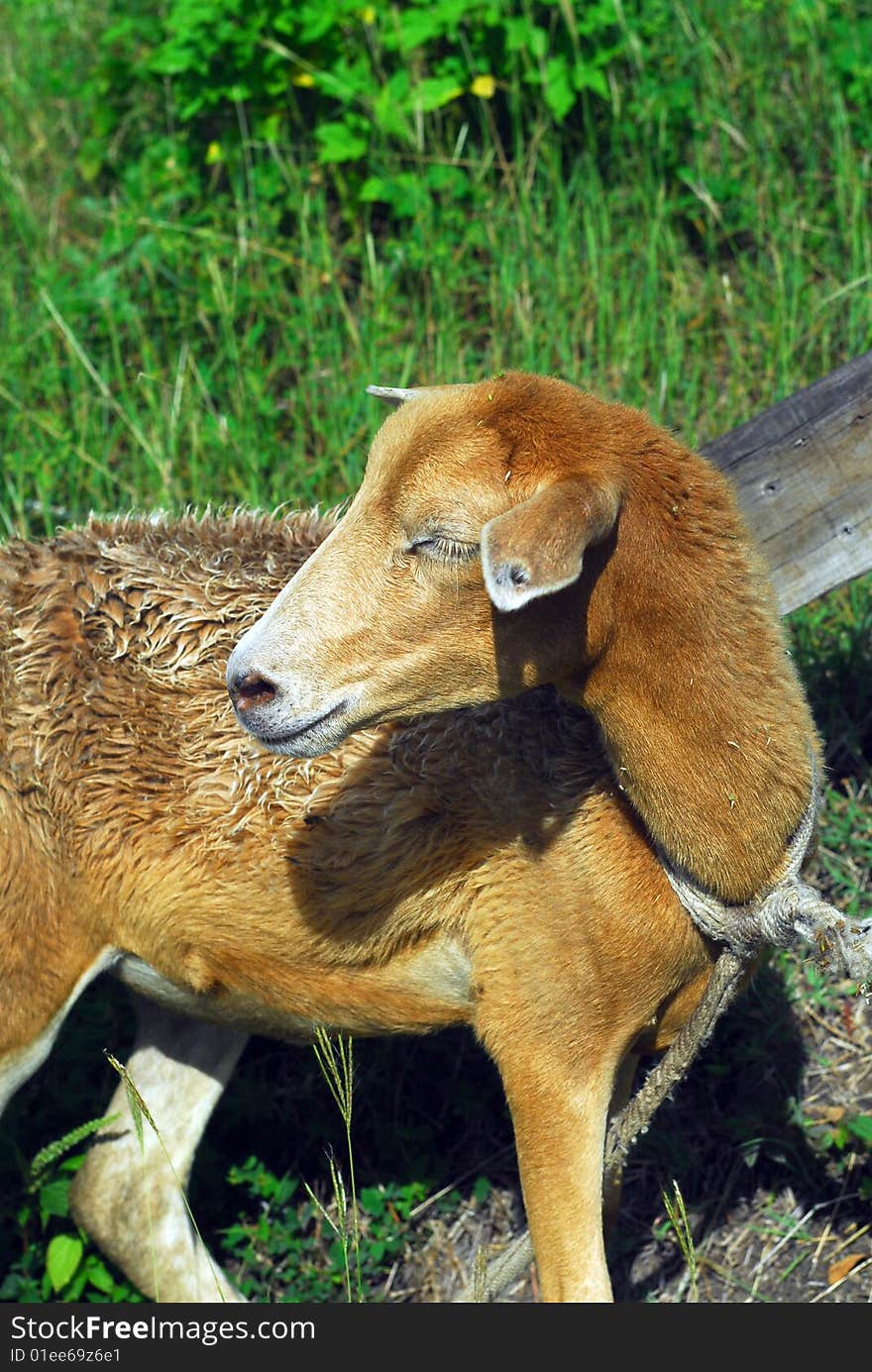 Female sheep, ewe, with eyes shut , tied to a fence with green foliage behind.