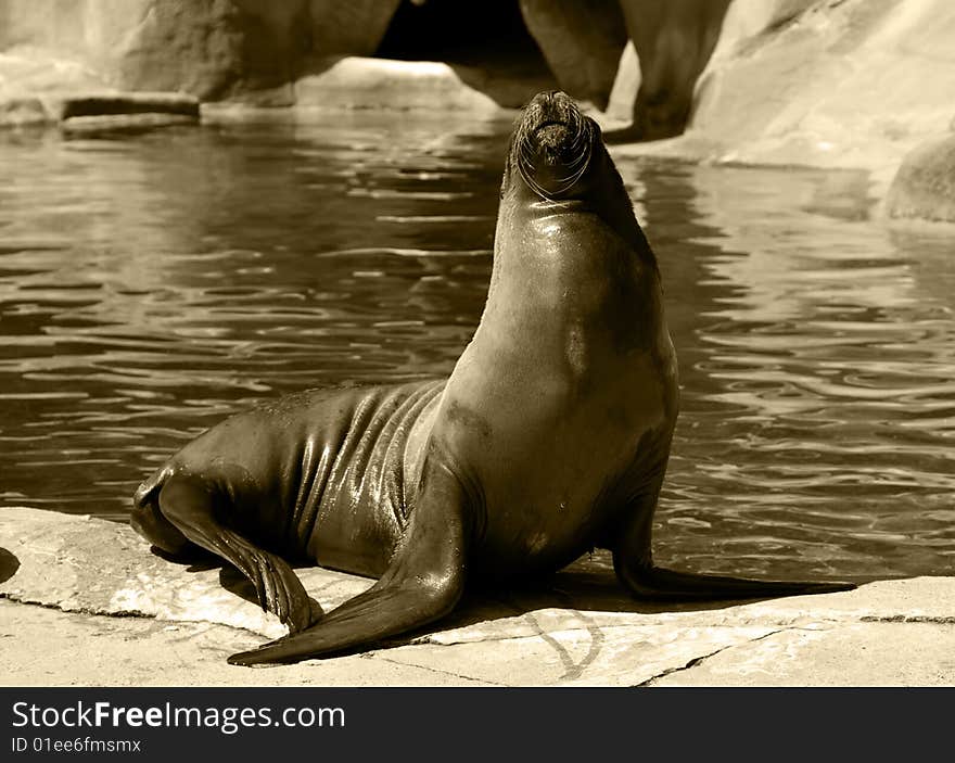 Sea lion captured on a large boulder. Sea lion captured on a large boulder.