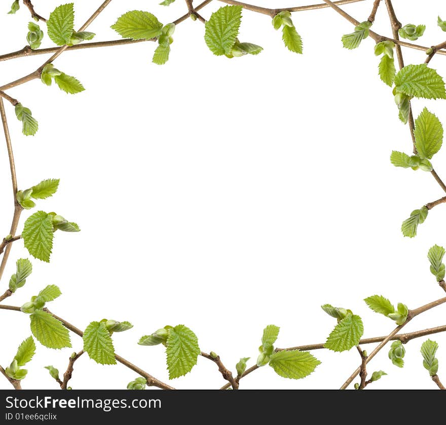 Green petals frame