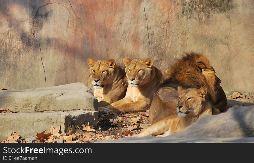 African lion family in shanghai zoo.