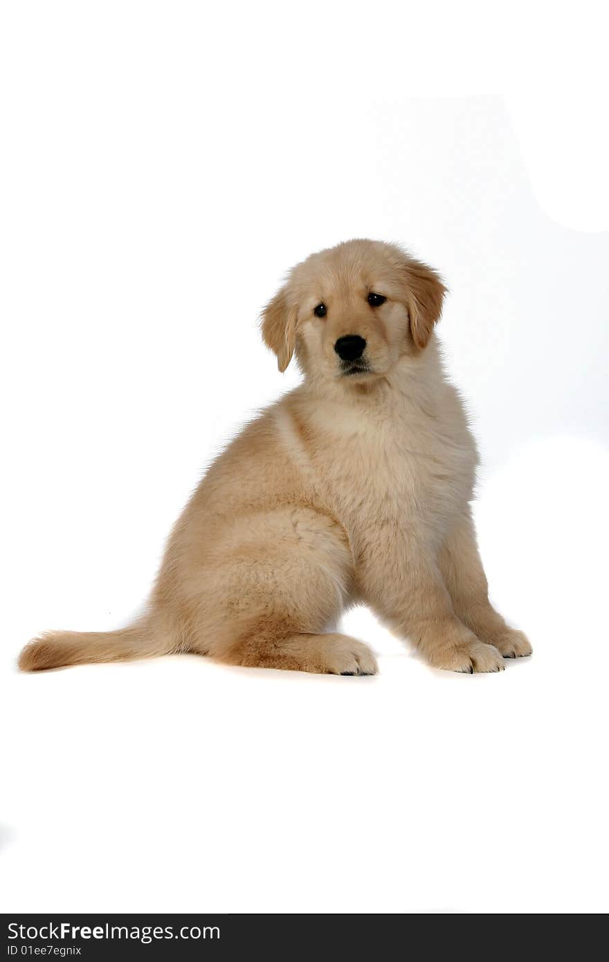 Cute golden retireiver puppy sitting patientl on high key background. Cute golden retireiver puppy sitting patientl on high key background