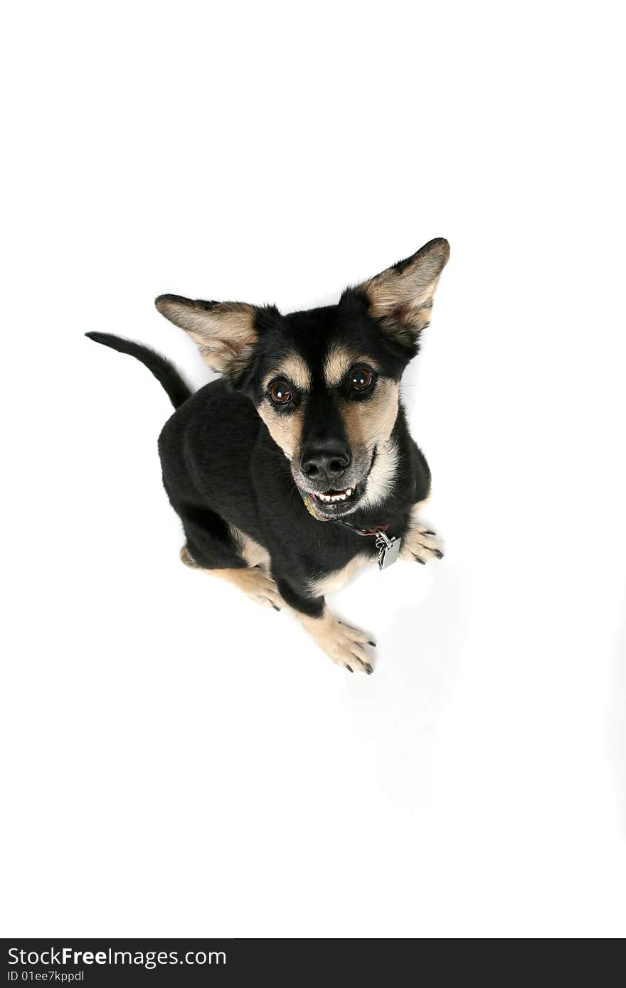 Looking down on alert, cute dog with pointed ears, looking like it's ready to jump. Looking down on alert, cute dog with pointed ears, looking like it's ready to jump