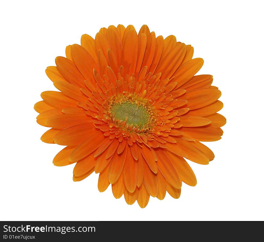 Orange gerbera isolated on white