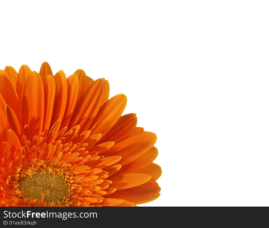 Orange gerbera isolated on white