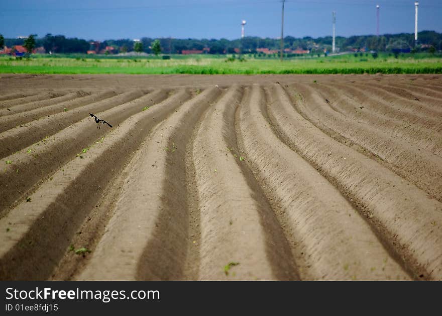 A lapwing landing on potato field. A lapwing landing on potato field