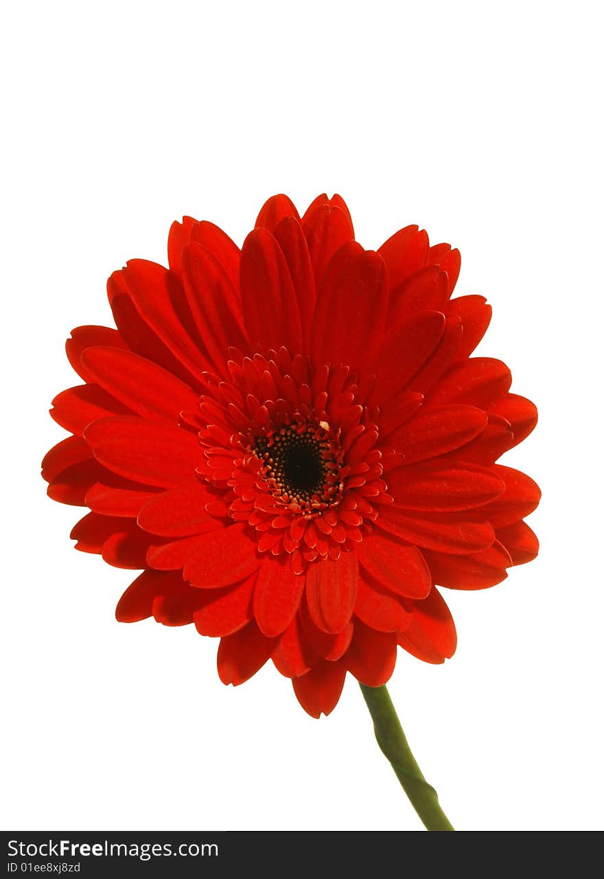 Red gerbera isolated on white