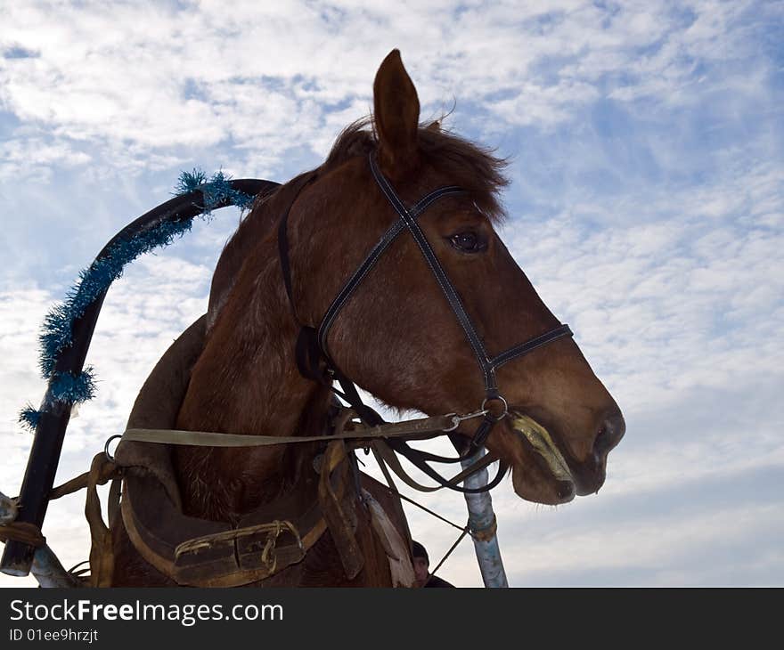 Harnessed horse