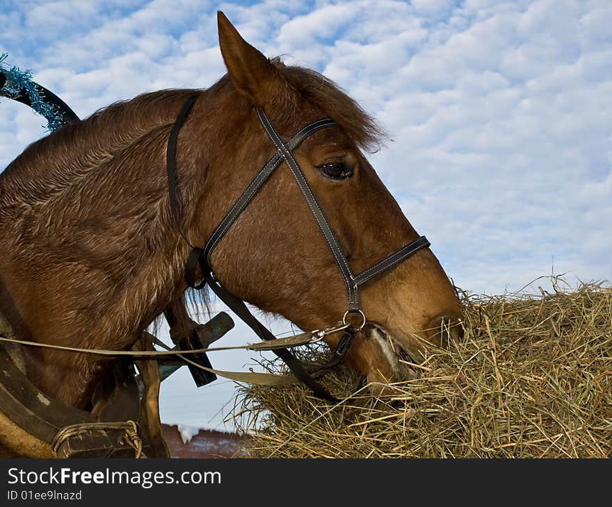 Harnessed Horse