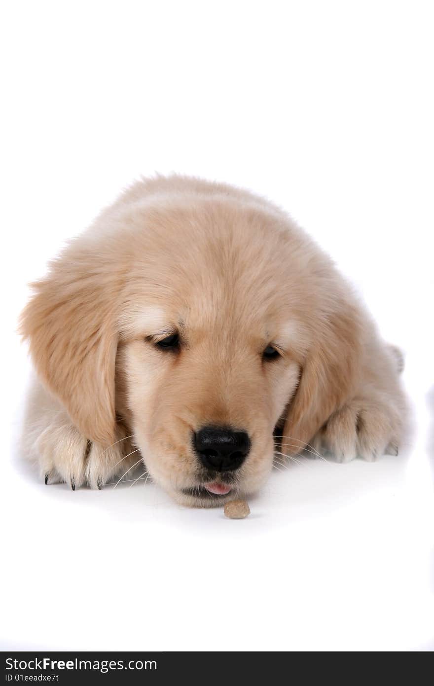 Cute tan puppy with it's chin resting on the floor like it's tired and trying to get a piece of food