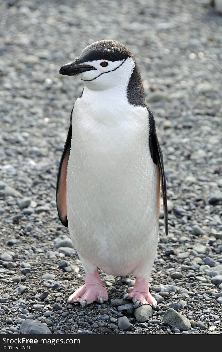 Chinstrap Penguin