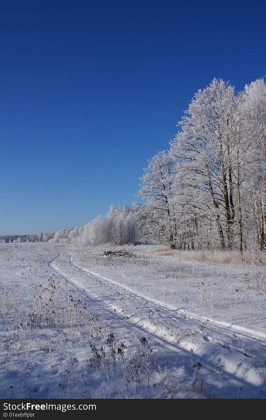 Winter In The Forest