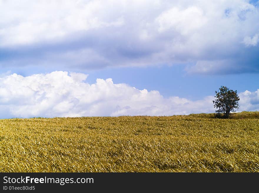 Grass Landscape