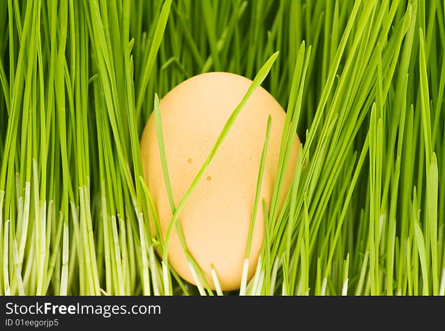 Chicken Eggs, Grass