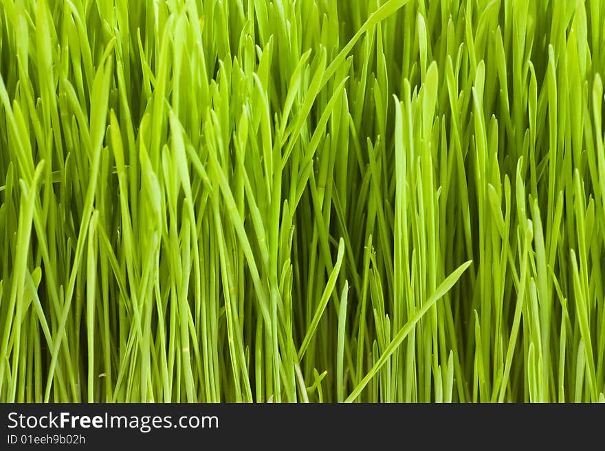 Green grass background macro nature