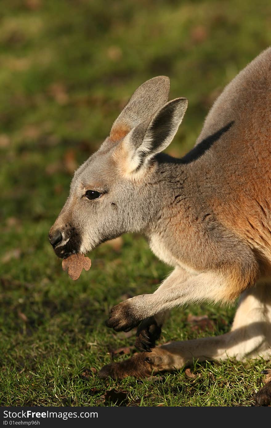 Little kangaroo eating leaf