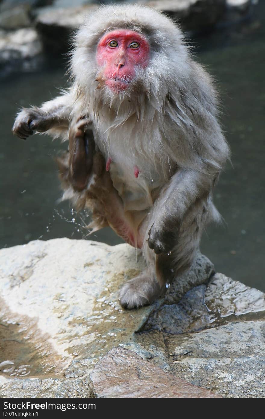 A female japanese macaque just left the hot springs and is scratching herself. This picture was taken in Jigokudani, Nagano Prefecture. A female japanese macaque just left the hot springs and is scratching herself. This picture was taken in Jigokudani, Nagano Prefecture.