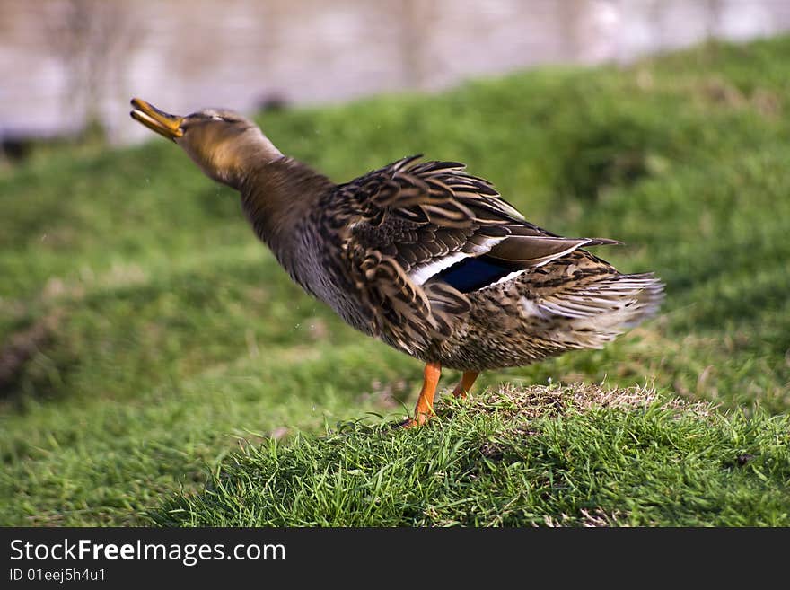 Female Mallard Duck