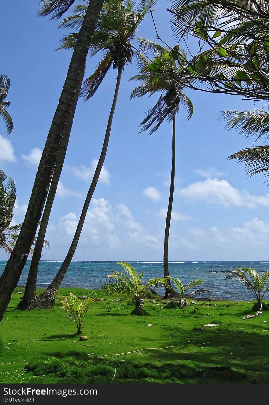 A tropical palm beach covered with gras. A tropical palm beach covered with gras