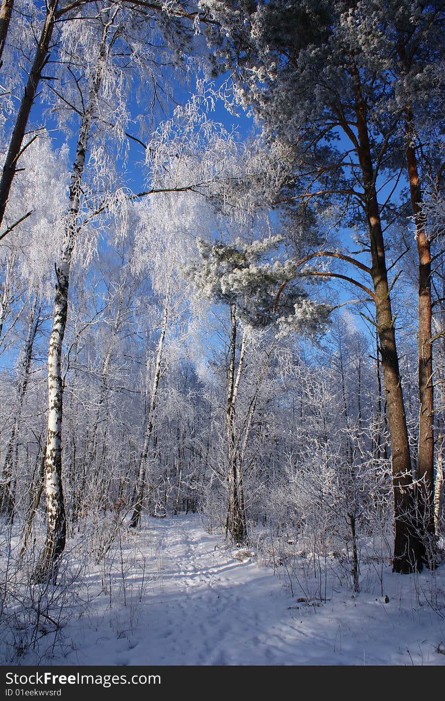 Traces on the snow