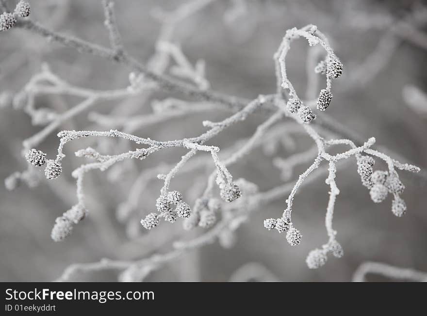 Frost encased berries remains in a stark winter abstract