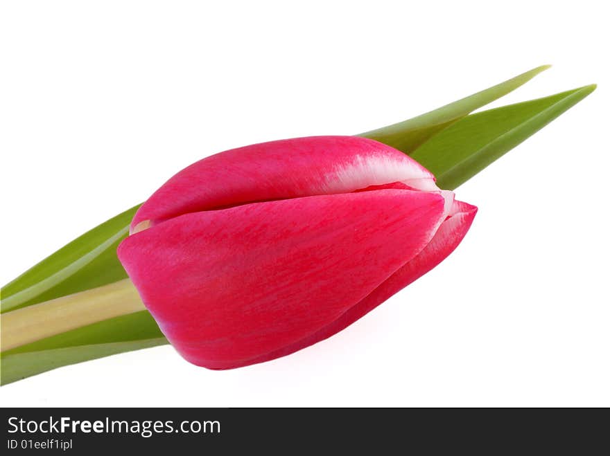 One red tulip isolated on white. One red tulip isolated on white.