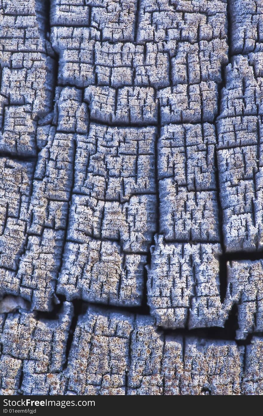 Frost on a Tree Stump