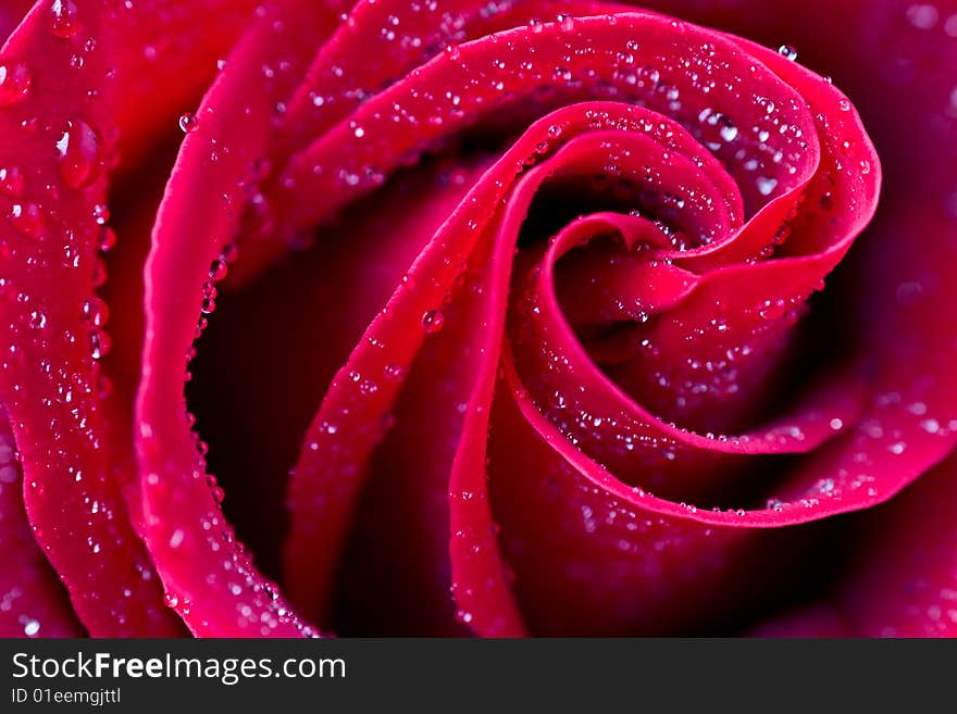 Beautiful red rose with water droplets.