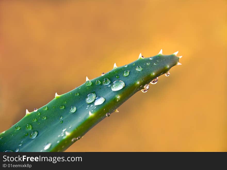 Aloe Leaves With Fresh Water Drops , Isolated On White.