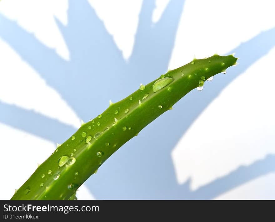 Aloe Leaves With Fresh Water Drops , Isolated On White.