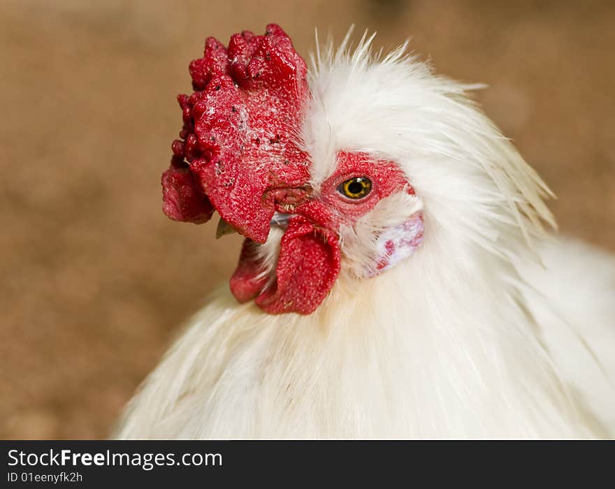 Close up on a white cock outside